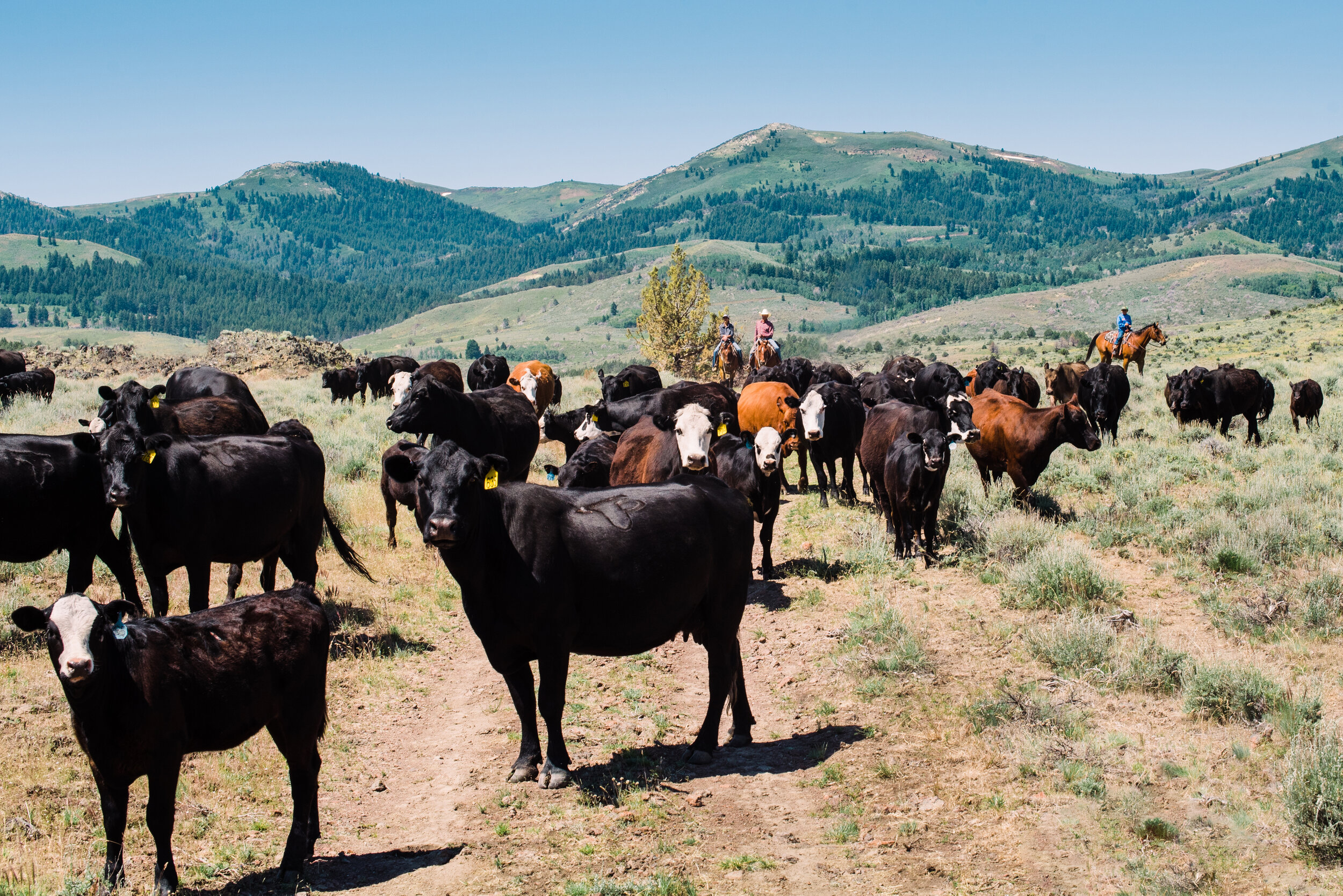 Ranch cattle on mountain range