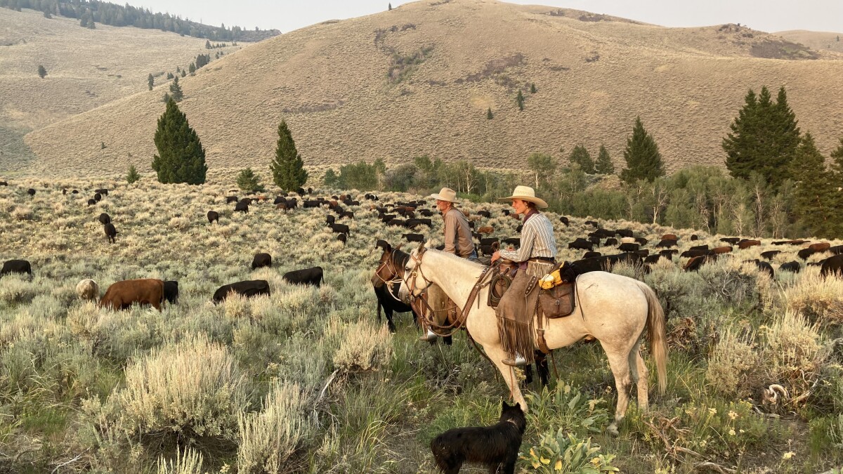 Cattle grazing in mountain meadow