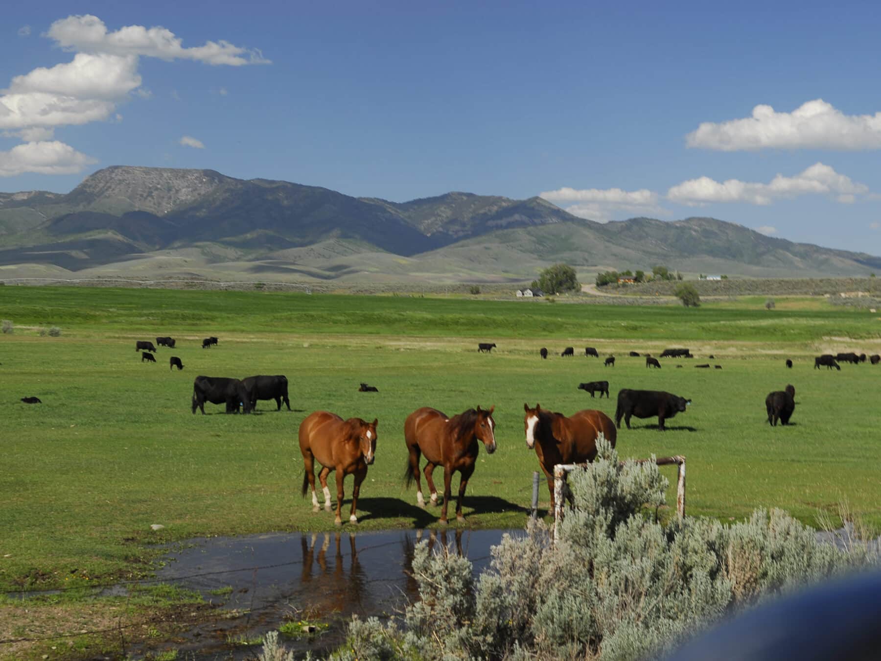 Ranch landscape